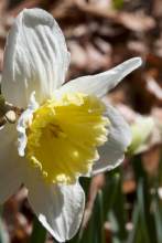 Bright_White-yellow daffodil_IMG_6023